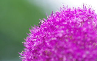 Bee purple flower macro ecological - free nature wallpaper
