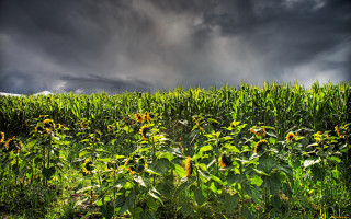 Sunflower field stormy sky matte - stormy weather free wallpaper