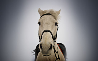 White horse black bridle red - a white horse free wallpaper