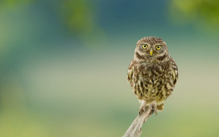 Small owl branch macro superflat - a blurry background of trees and grass free wallpaper