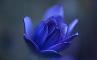 Blue flower budding macro blurry 2 - the foreground free wallpaper