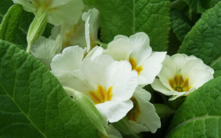 White flowers yellow tips green - the petal free wallpaper