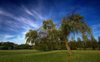Bare tree cloudy sky nature - david brewster free wallpaper