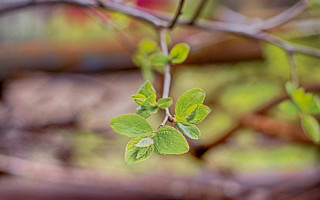 Branch leaves firehydrant butterfly blur - photorealism free wallpaper