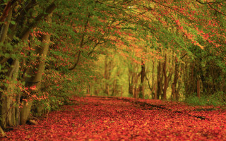 Forest path autumn leaves campfire 2 - red leaf free wallpaper