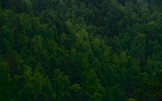 Plane forest night matte scene - a plane in the background free wallpaper