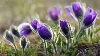 Purple flowers macro blurry background - a blurry background of grass and dirt free wallpaper