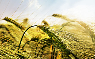 Wheat field blue sky clouds 21 - heavy grain free wallpaper