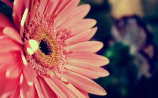 Pink flower yellow center blurry - celia fiennes free wallpaper for desktop