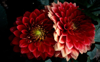 Red yellow flowers green leaves - a yellow center free wallpaper