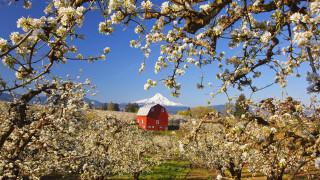 Barn field mountains blooming trees - a barn in a field free wallpaper