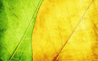 Leaf honeycomb pattern fence tennis - spot free wallpaper