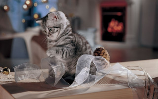 Kitten ribbon pinecones netart cute - a kitten free wallpaper