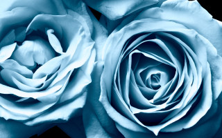 Blue roses closeup black background - constance copeman free wallpaper
