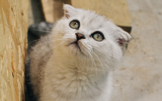 White cat surprised look beach - a white cat free wallpaper