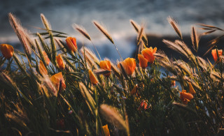 Flowers water battle fire sunset - impressionist free wallpaper