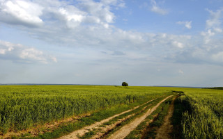 Dirt road green field lone - a dirt road in a field free wallpaper