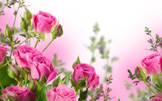 Pink roses vase blurry flower 2 - pink rose free wallpaper