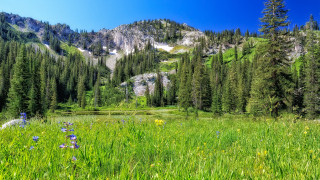 Wildflowers trees mountainside blue sky - beautiful landscape free wallpaper for desktop