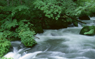 River forest rapids nature landscape - lush free wallpaper for desktop