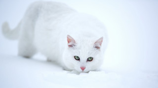 White cat green eyes snow 2 - a white cat free wallpaper