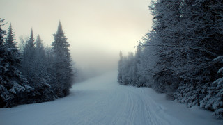 Skiing forest winter nature matte - a person riding free wallpaper
