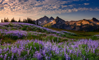 Flower field mountains sunset cloudy - a jigsaw puzzle free wallpaper