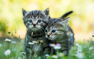 Kittens flower field blue eyes - florianne becker free wallpaper