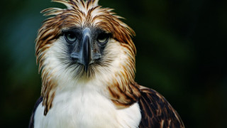 Bird of prey closeup male - a blurry background of trees and bushes free wallpaper