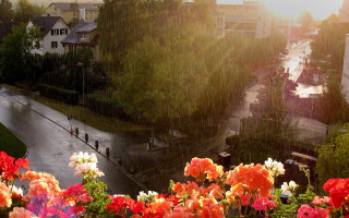 Flower garden street rain city - bernard meninsky free wallpaper