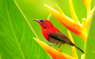 Small bird flower yellow foreground - a small bird free wallpaper