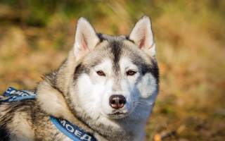 Husky bluecollar dog shiba inu - a blue collar free wallpaper