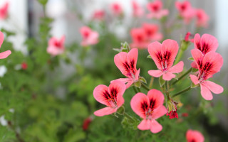 Pink flowers garden bokeh macro - a garden free wallpaper