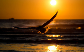 Bird ocean sunset sky moon - over the ocean free wallpaper for desktop