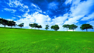Grassy hill trees blue sky - a grassy field free wallpaper