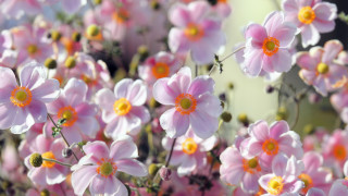 Pink flowers yellow centers garden - a garden free wallpaper