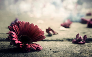 Flower ground wall petals romanticism - a flower free wallpaper