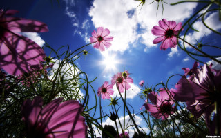 Pink flowers sunny clouds blue - claire dalby free wallpaper