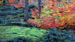 Forest green grass autumn leaves - tree in the background free wallpaper