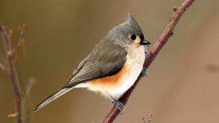 Bird branch blurry background animal - the branch free wallpaper