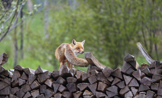 Fox wood pile forest nature - a forest in the background free wallpaper