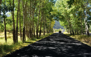 Car forest lake sunset nature - a line of trees free wallpaper
