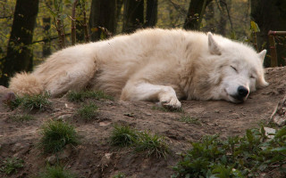 White wolf dirt hill nature - a hillside free wallpaper
