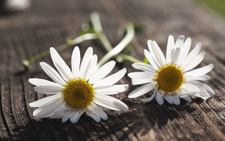 Two white flowers wooden table - a wooden surface free wallpaper