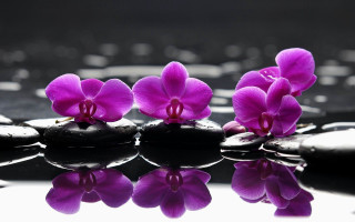 Purple hydrangea leaf rose steam - abstract art free wallpaper