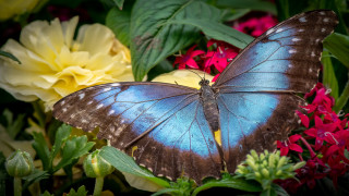 Blue butterfly flower field nature - butterfly free wallpaper