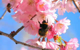 Bee pink flower branch blue - a blue sky background in the background free wallpaper