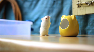 Small white mouse yellow object - a yellow object free wallpaper