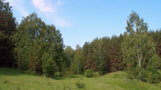 Grassy field trees blue sky 2 - a grassy field free wallpaper