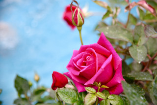 Pink rose garden blue sky - blue sky in the background free wallpaper
